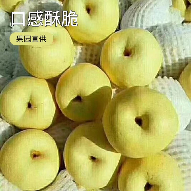 现摘陕西乾县甘河酥梨10斤，果园直供，新鲜采摘