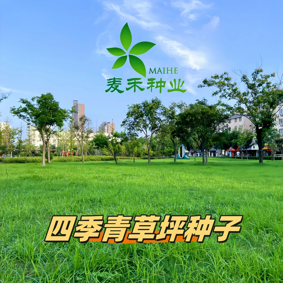 四季青草坪种子四季常青免修剪护坡固土低矮地毯草坪种子庭院绿化