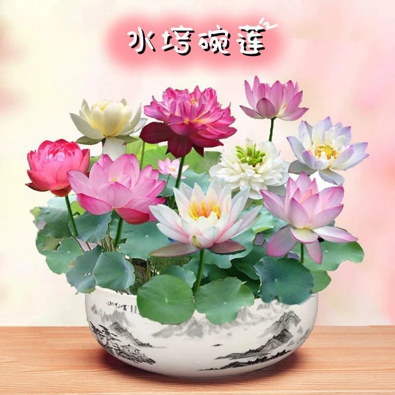 碗莲种子水培植物睡莲荷花阳台水生水养室内绿植花卉四季开花盆栽