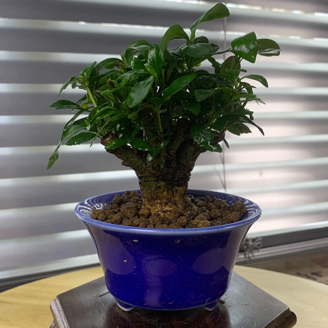 精品栀子花盆景  一物一拍