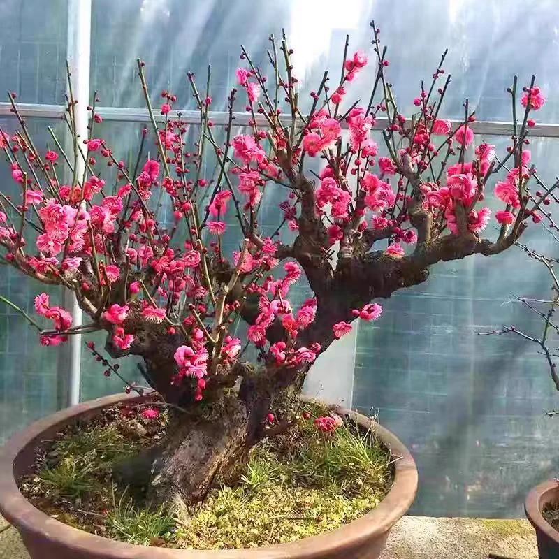 实物红梅绿梅花盆景原生朱砂梅乌梅造型树桩室内老桩耐寒盆栽植物