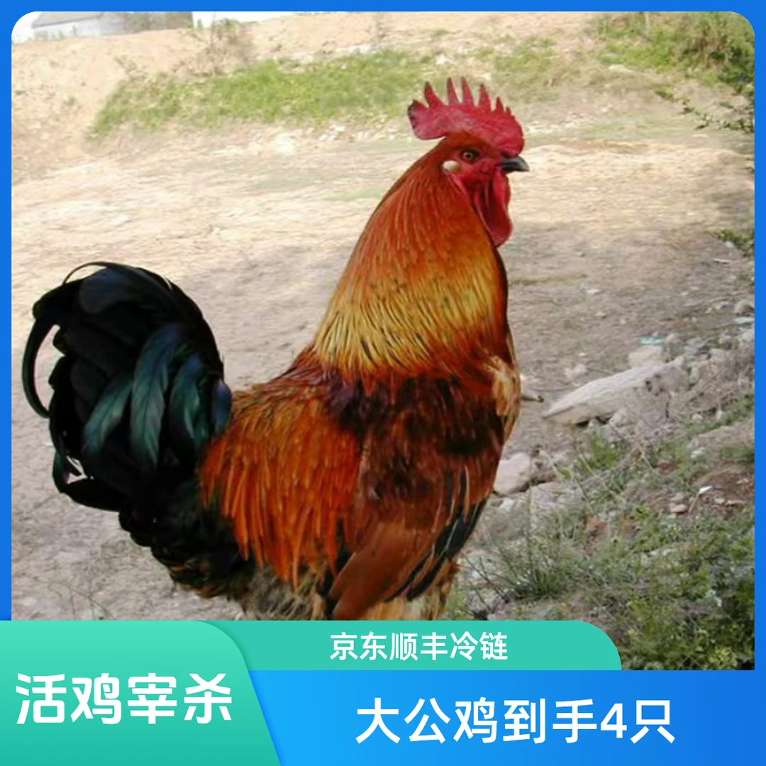 4只大公鸡杀后9斤土鸡笨鸡正宗农家散养公鸡