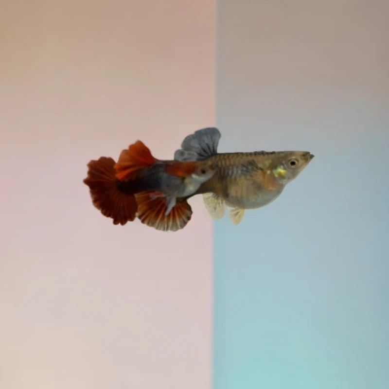 孔雀鱼篮板红扇压成