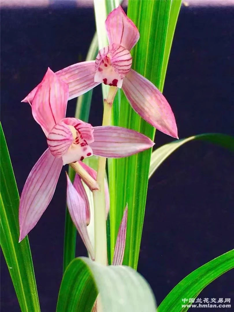 春剑新津胭脂单苗（若不为单苗请添加购买数量）