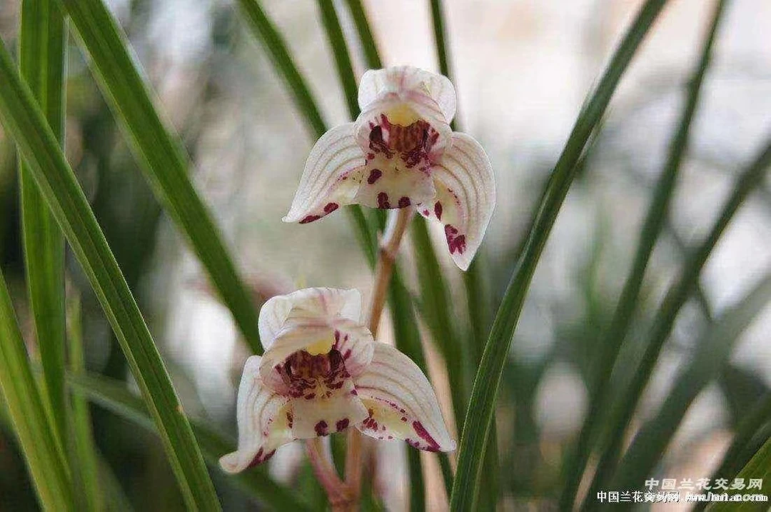 连瓣兰剑阳蝶单苗（若实际不为单苗请添加购买数量）