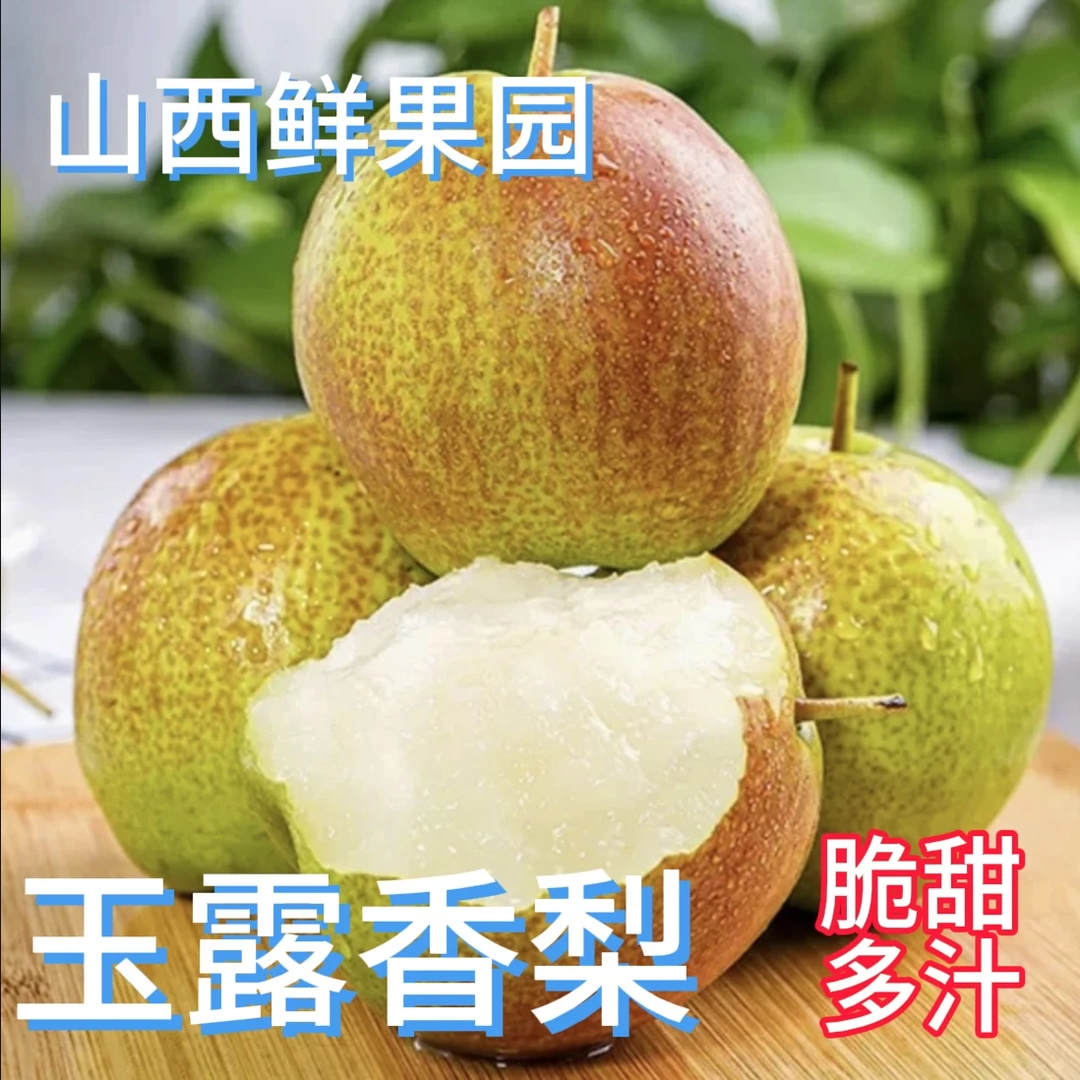 【玉露香】正宗山西运城新鲜采摘露天玉露香好吃脆甜适合生吃雪花梨