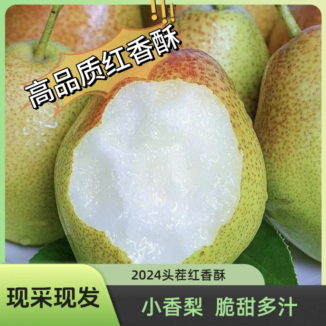 【头茬红香酥】2024小香梨头茬新鲜自家果园好吃现采现发口感多汁