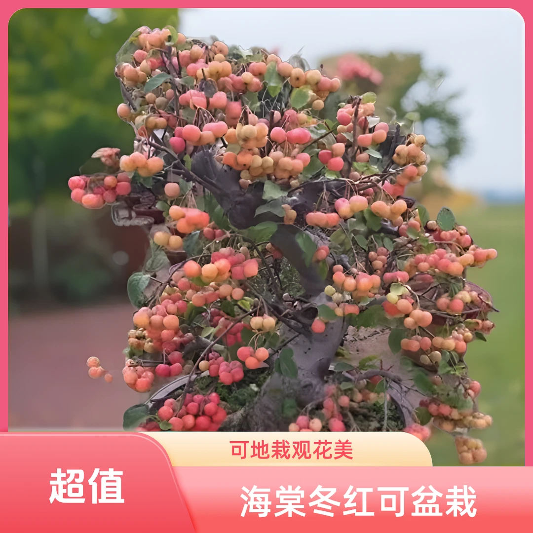 海棠冬红果盆栽地栽两用观赏植物