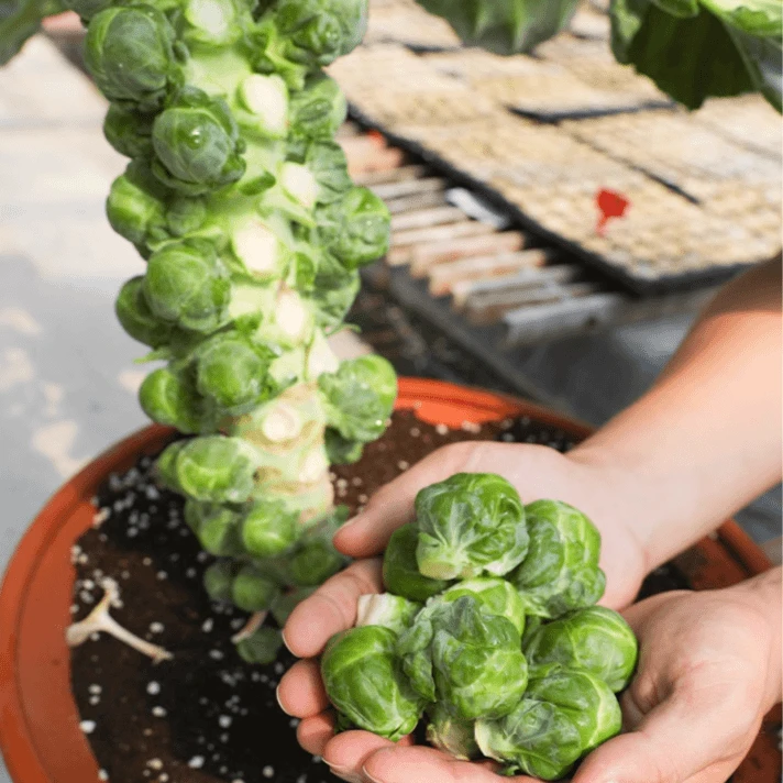 孢子甘蓝种子盆栽地栽观赏食用蔬菜春秋播蔬菜种子阳台种植