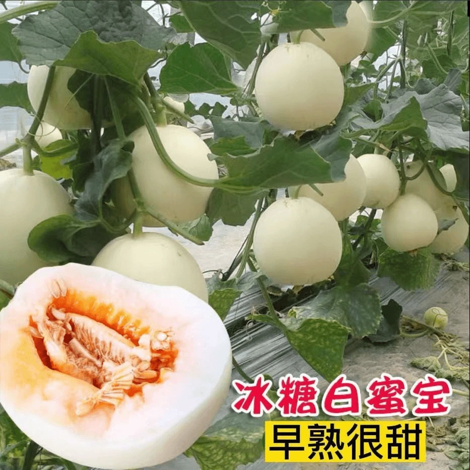 超甜白沙密甜瓜种子薄皮甜瓜香瓜种籽庭院阳台盆栽白瓜水果种子