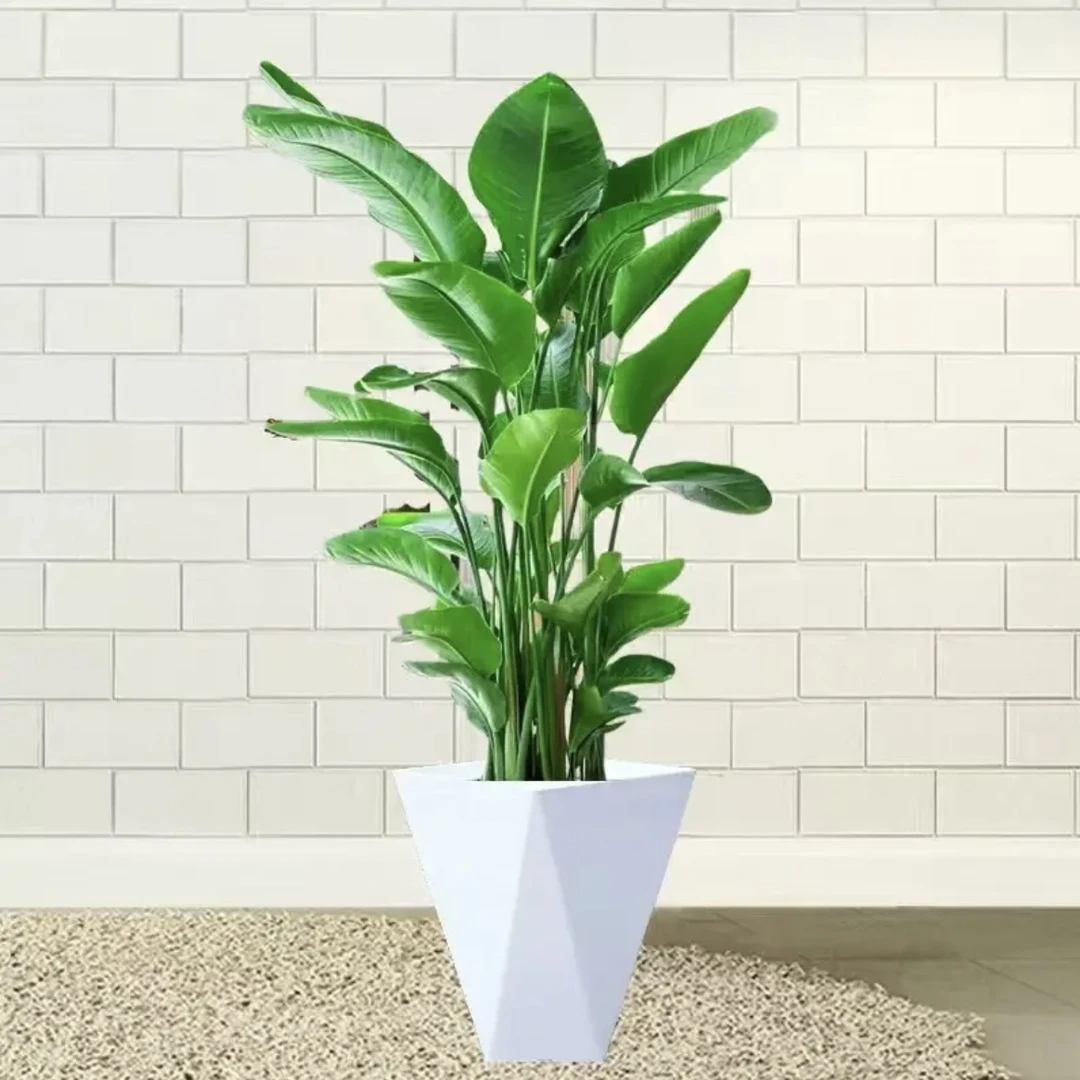 【甄选】90-100cm鹤望兰美观大气好养易活净化空气【hy 花园