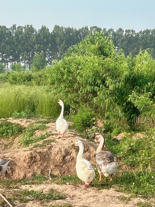 驰威农场散养大鹅