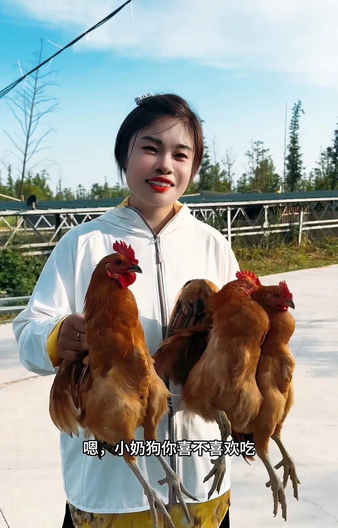 驰威农场散养鸡鸭鹅链接