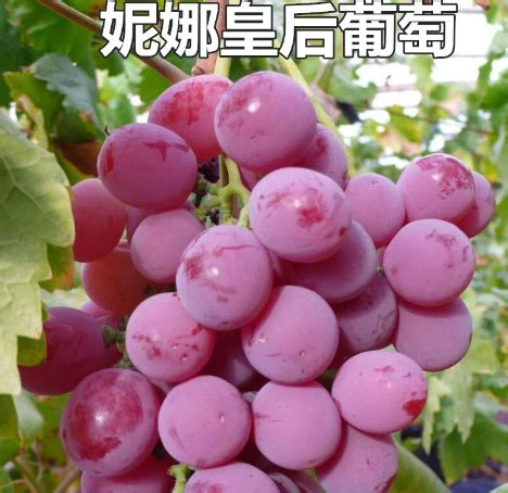 【顺丰包邮】辽南特级妮娜皇后葡萄红提葡萄浓郁酒香超级～甜^_^