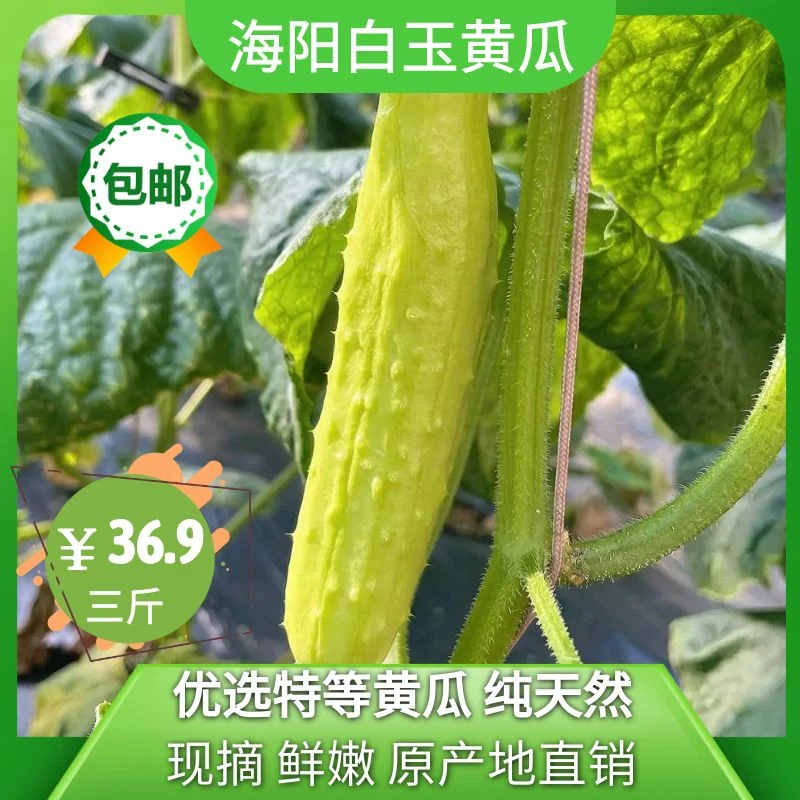 烟台海阳白玉黄瓜【口感清甜脆口】产地新鲜采摘发货