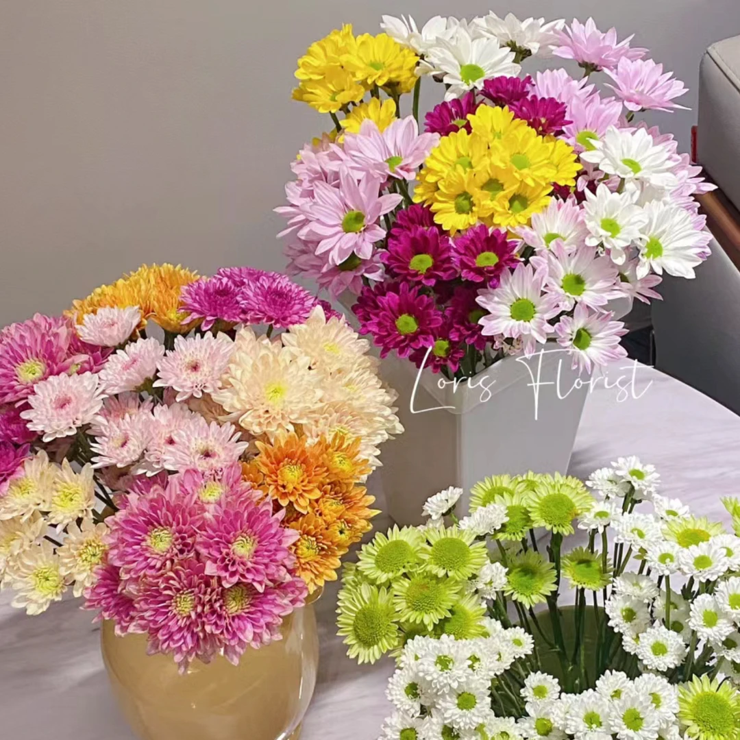 小雏菊 东北花卉批发 一诺花卉 基地小雏菊
