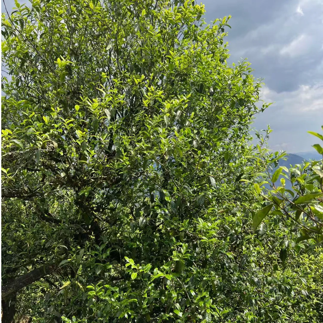 8号通用(生茶) 2024年 邦东老寨生茶  1公斤