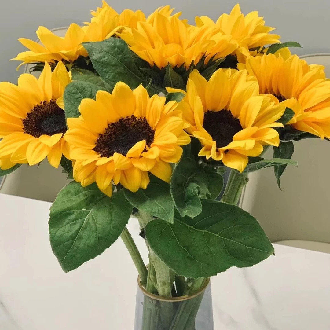 【源头优选】黑心向日葵 任意2单以上包邮 发货后不支持退款