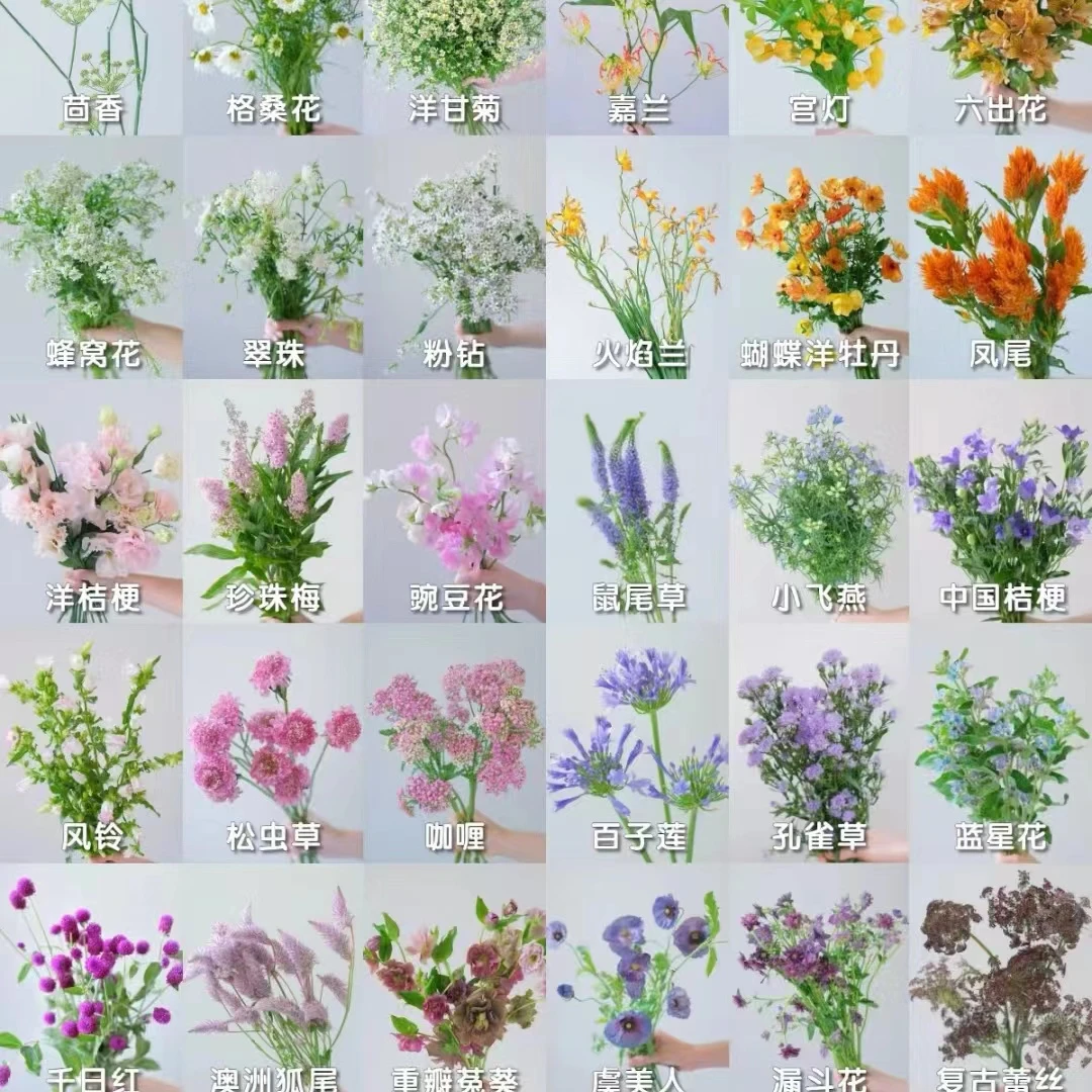 【源头优选】云南草花-任意2单鲜花包邮云南鲜花发货后不支持退款