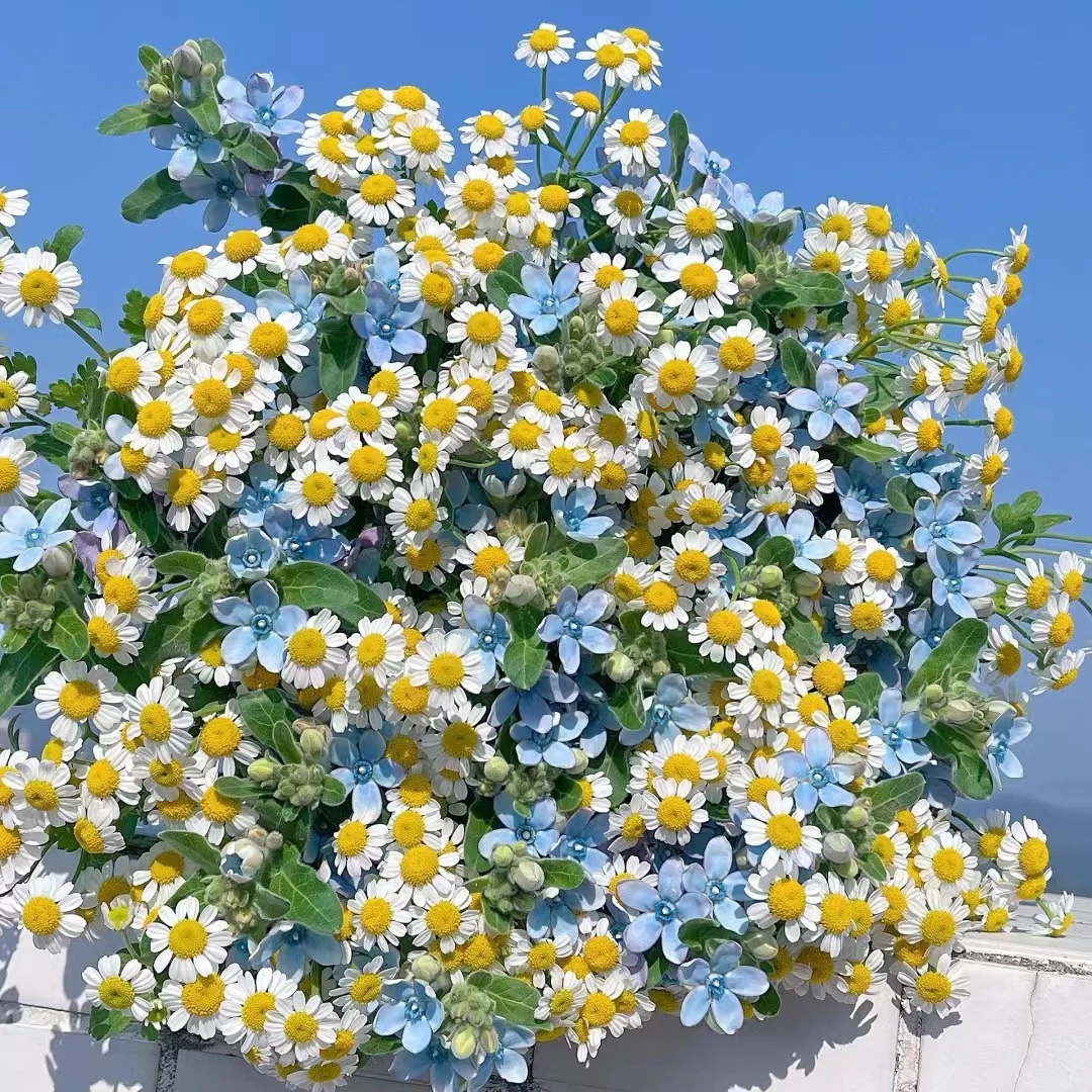 【源头优选】蓝星花+洋甘菊 任意2单以上包邮 发货后不支持退款