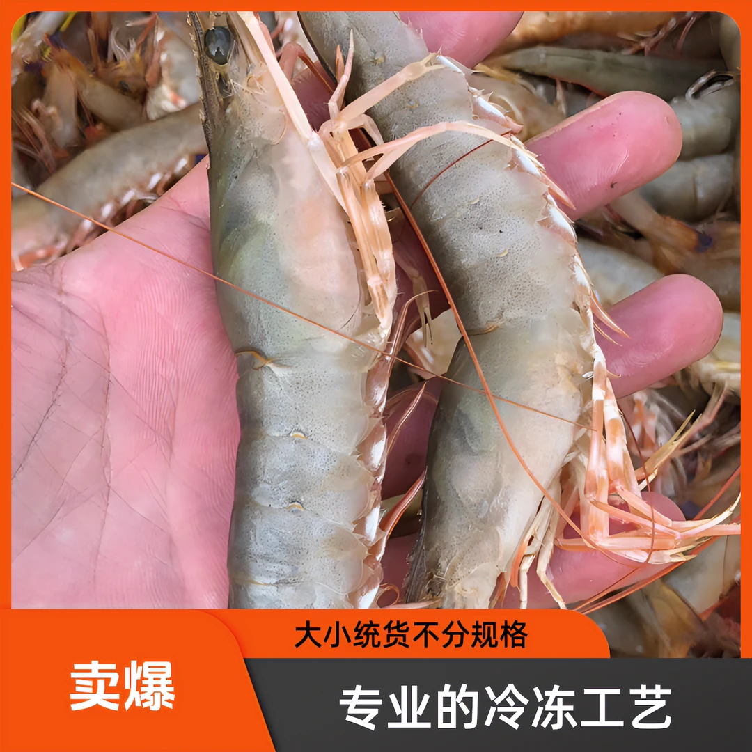 北海海捕麻虾大小混装沙卢虾（野货虾线有沙，属正常）