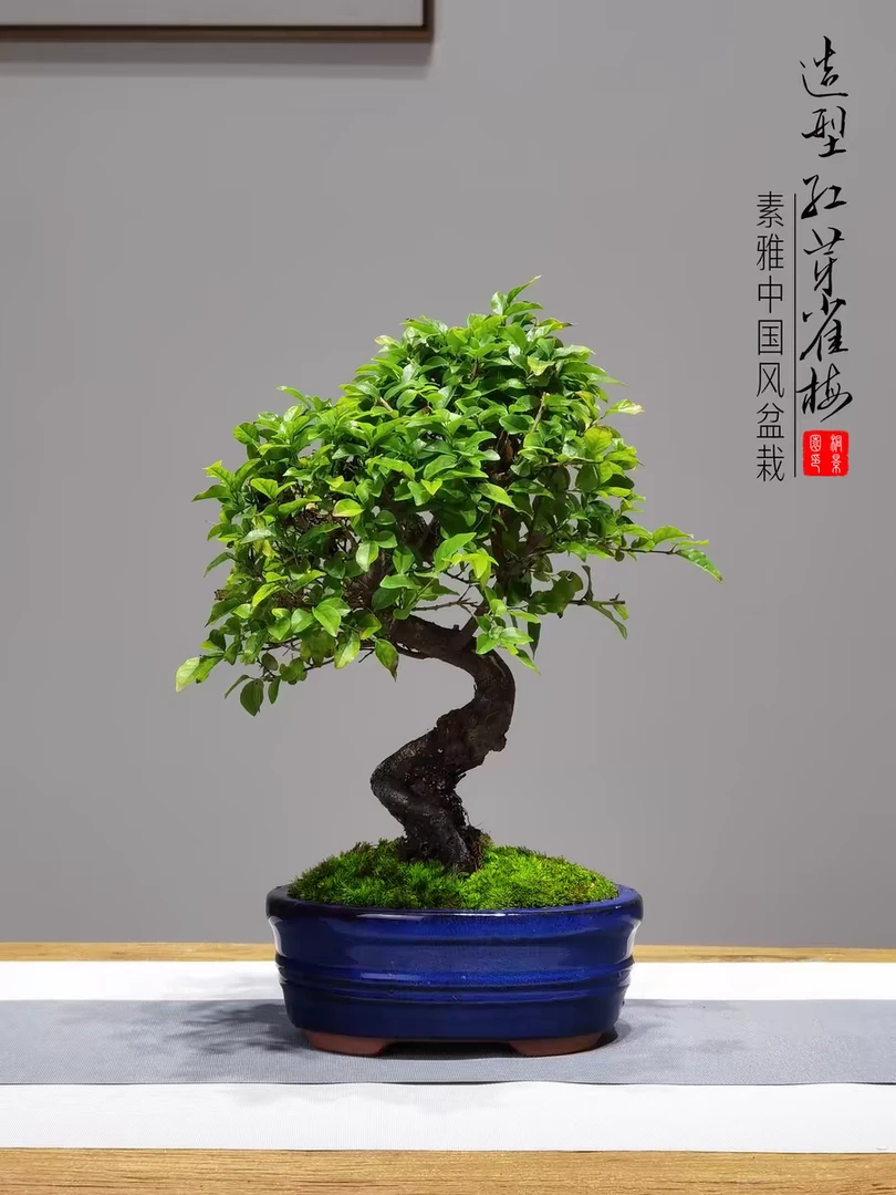白蜡,榔榆,卫矛,黄杨盆景基地直发 室内室外 耐寒耐热 简单易上手