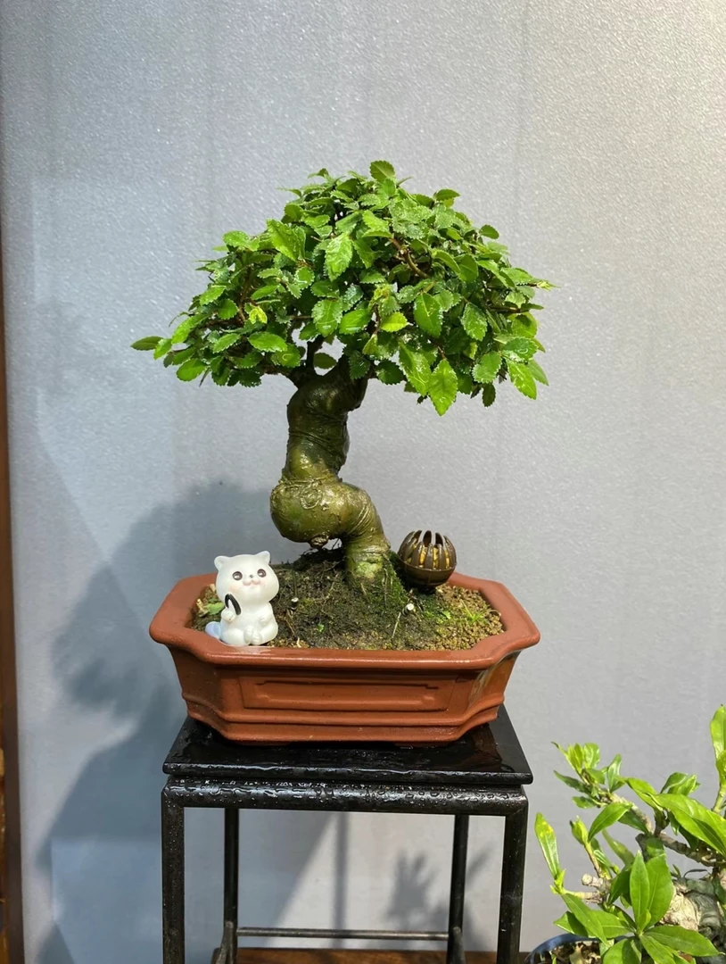 雀梅，水杨梅，等基地直发  室内室外  耐寒 耐热  简单易上手