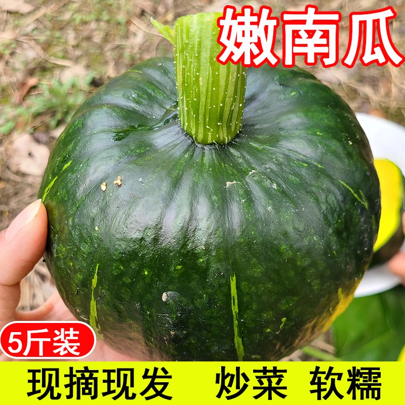 浙江嘉兴农家自种新鲜嫩南瓜板栗南瓜嫩青皮南瓜炒菜吃5斤3斤