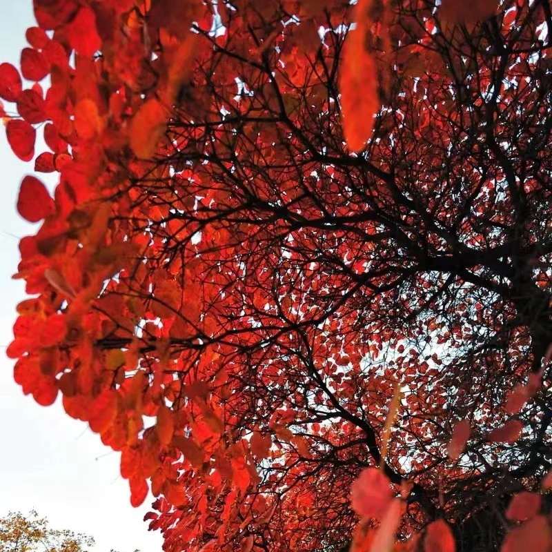 盆景，香山红叶黄栌。观赏装饰