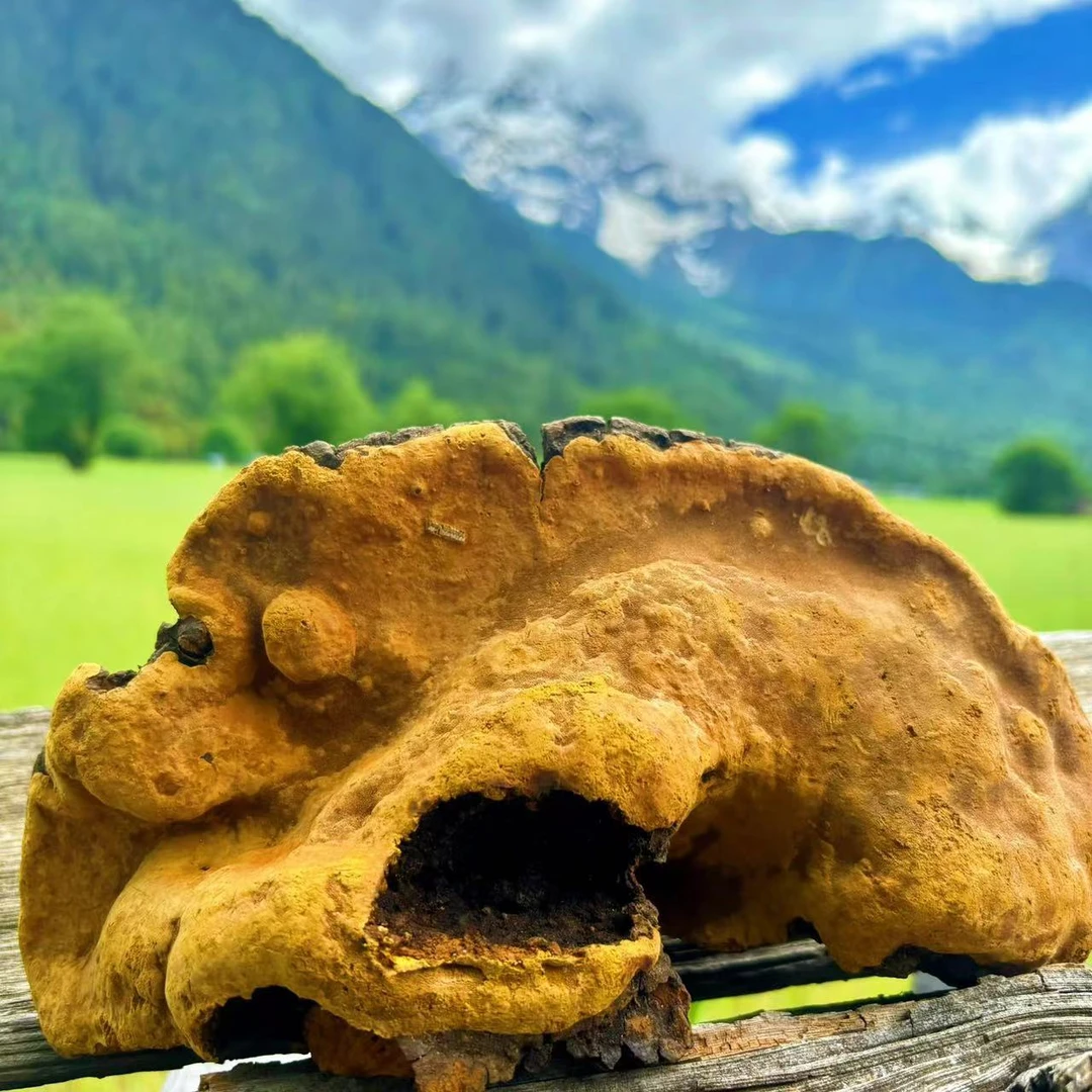 西藏墨脱原始森林桑树桑黄一物一拍（2）