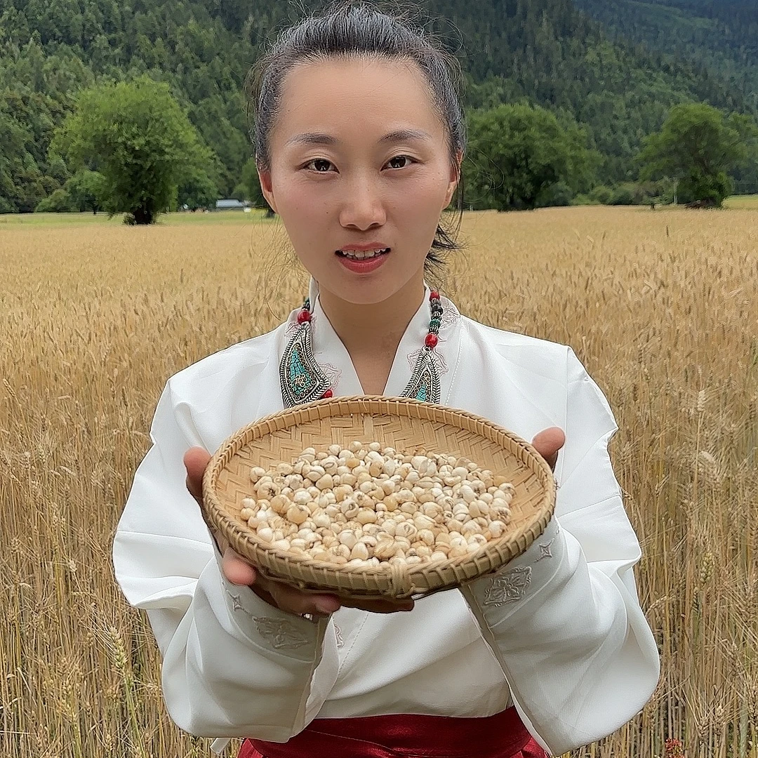 西藏高海拔5000米以上下山货藏贝母