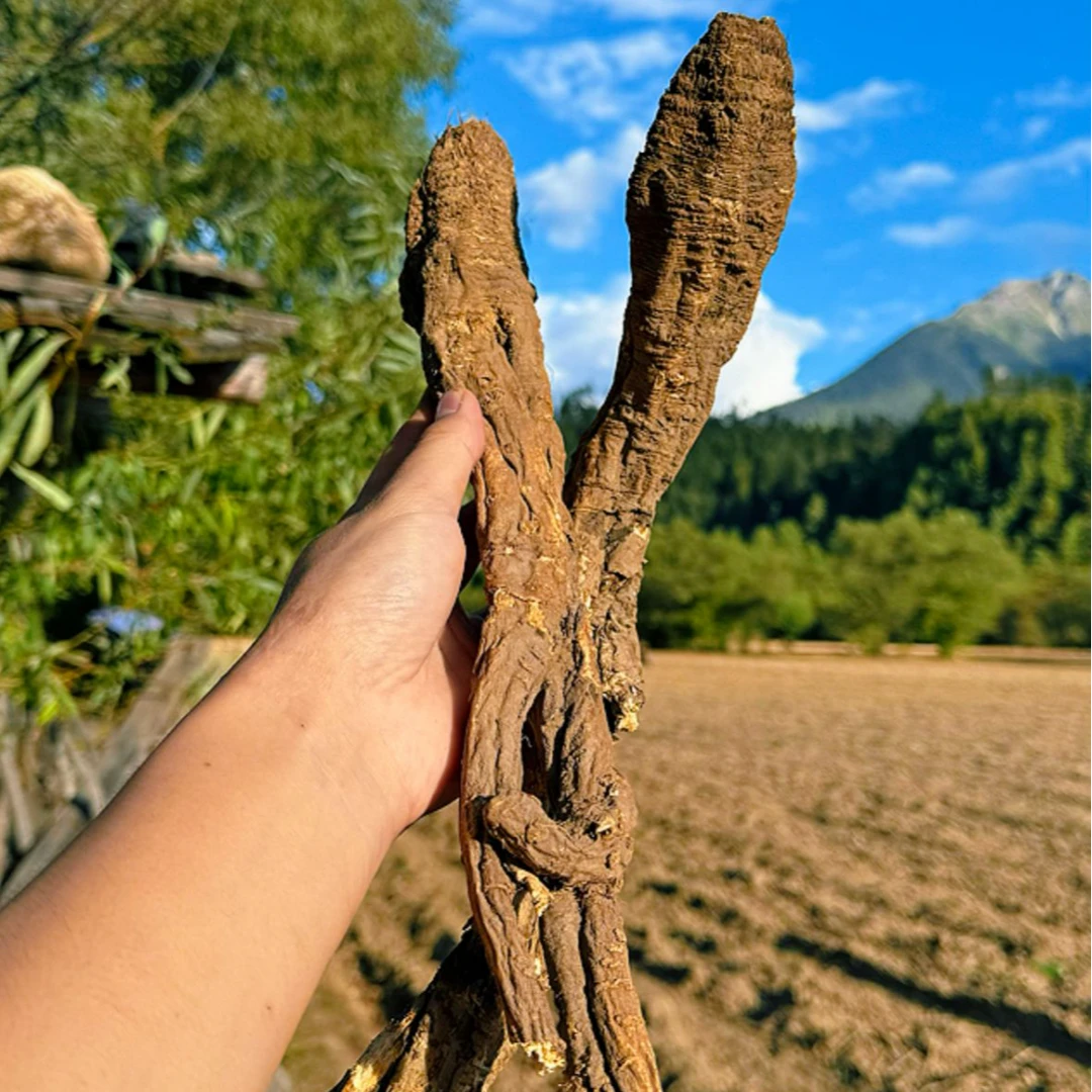 【大鹏西藏收山货】西藏高海拔下山货藏当归