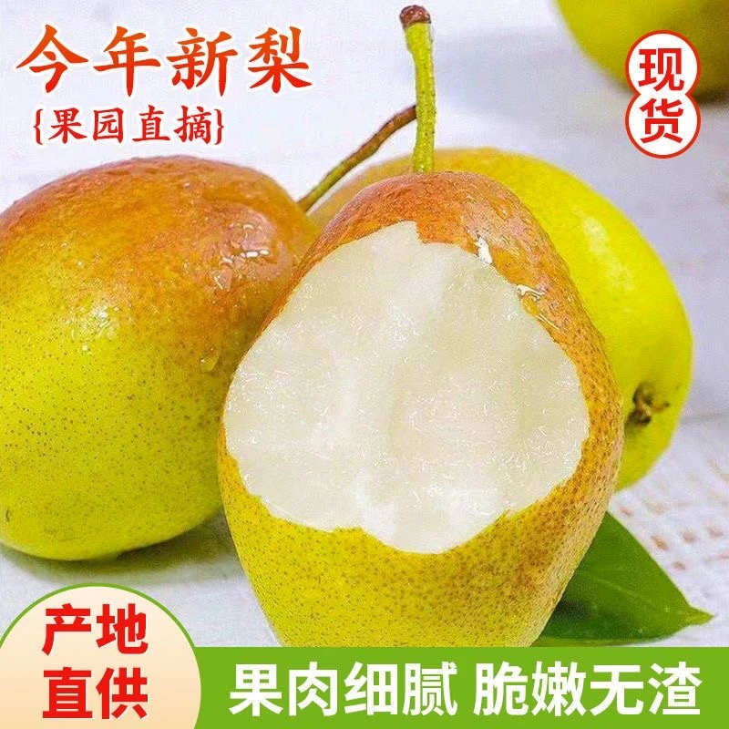 【现摘现发】山西红香酥梨新鲜水果脆甜多汁带箱3斤-酥脆香甜
