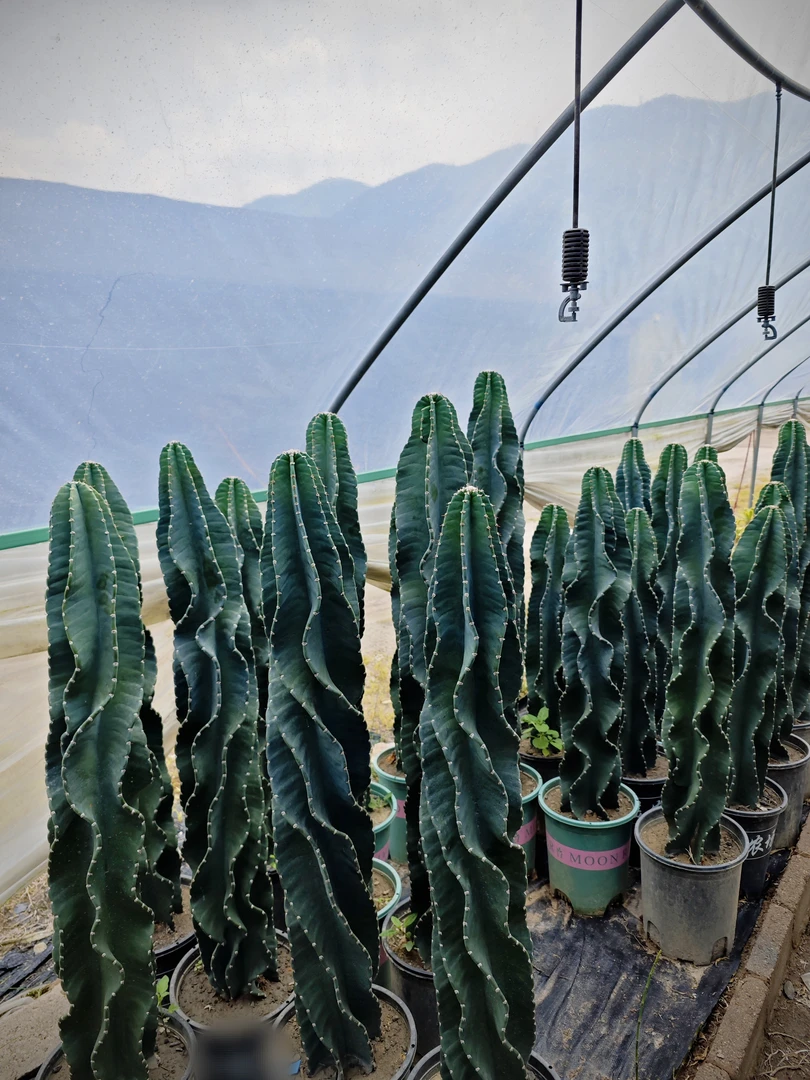 秘鲁苹果仙人柱庭院造景脱土裸根发货阳台客厅庭院造景