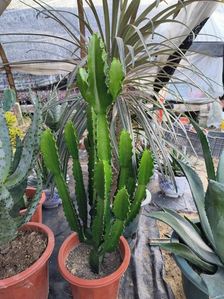 三角大戟会开花结果单株状态很美裸根发货