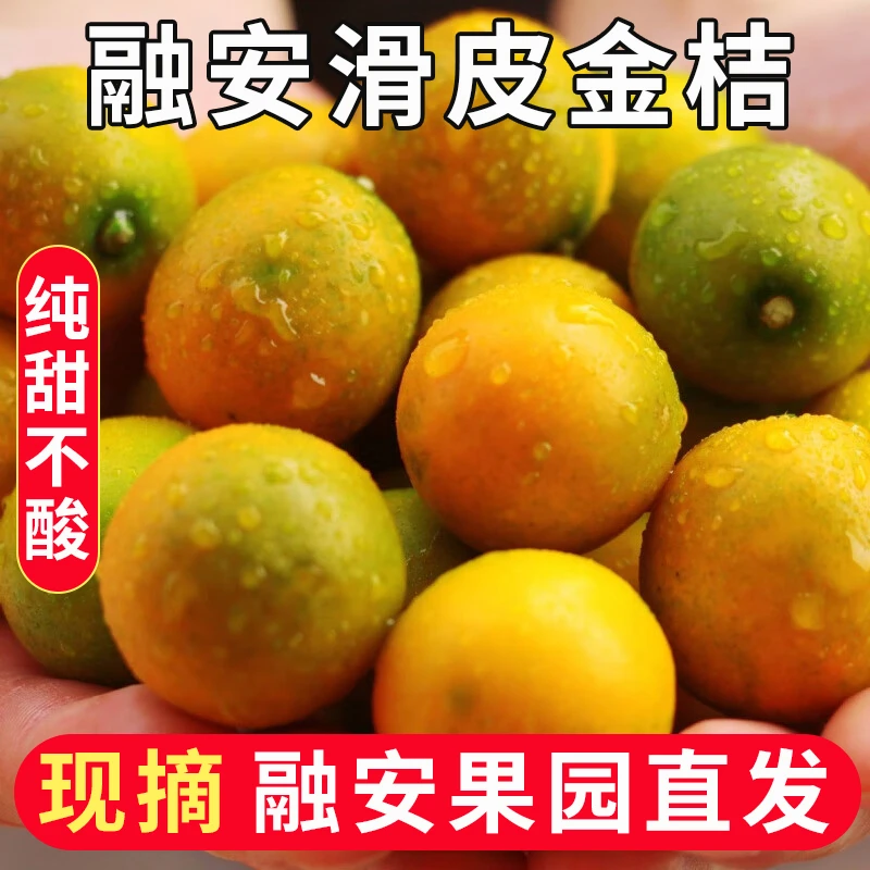 【果园直销】广西融安脆皮小金桔应季水果新鲜当季滑皮金桔纯甜多汁