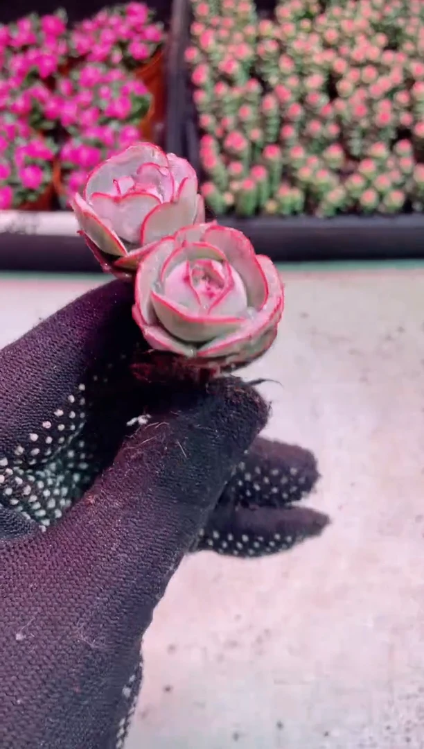 【闪购商品】克罗地亚玫瑰【当天凑满9.9元包邮】