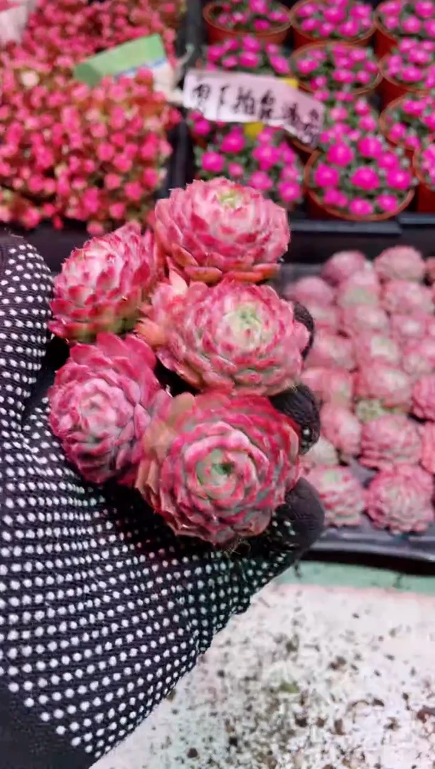 【闪购商品】小仙桃5颗【当天凑满9.9元包邮】