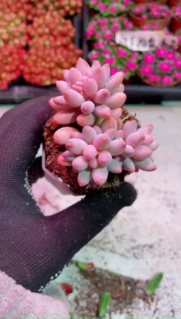 【闪购商品】三头婴儿手指【当天凑满9.9元包邮】