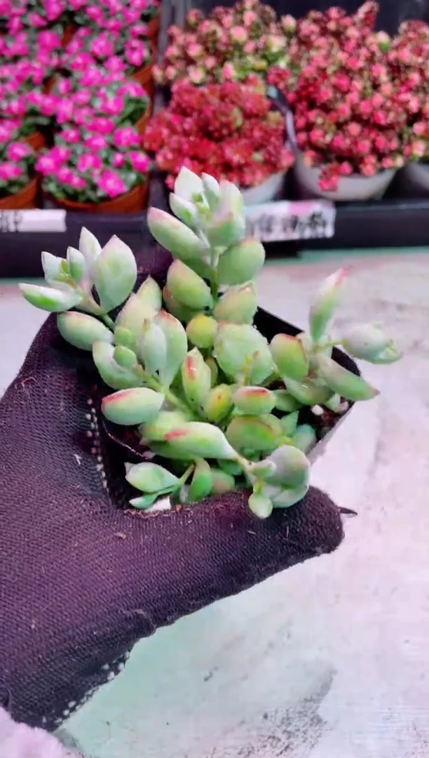 【闪购商品】达摩福娘【当天凑满9.9元包邮】