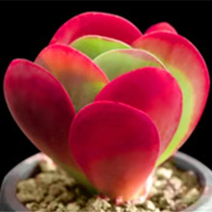 【满18元包邮.明天就发】唐印多肉植物