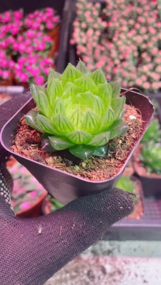 【闪购商品】樱水晶【当天凑满9.9元包邮】