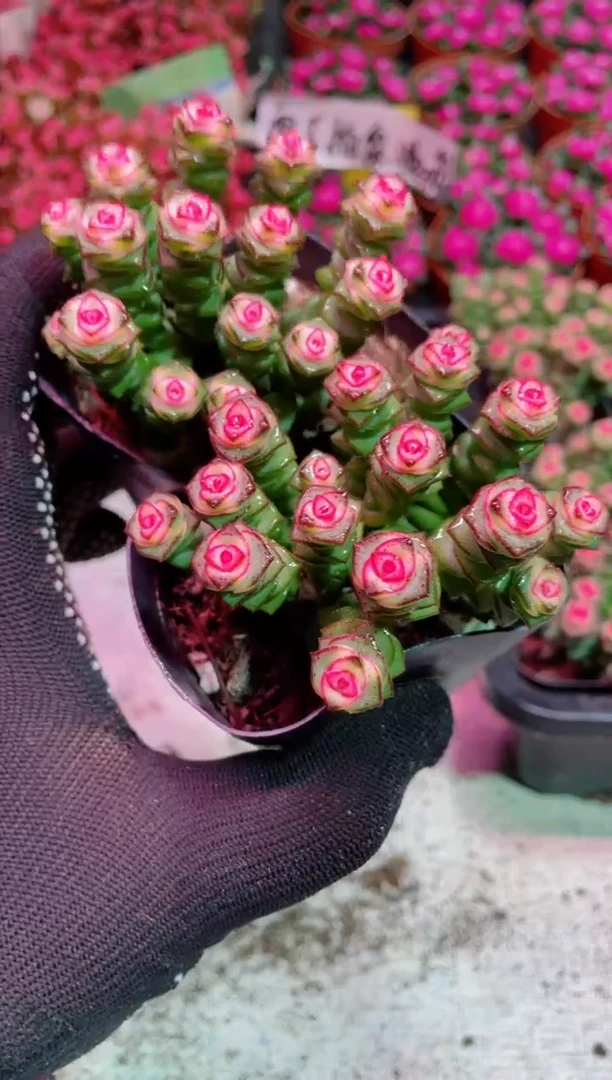 【闪购商品】多头钱串锦【当天凑满9.9元包邮】