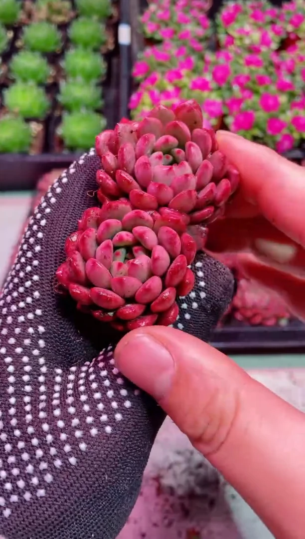 【闪购商品】小苗红宝石7颗【当天凑满9.9包邮】