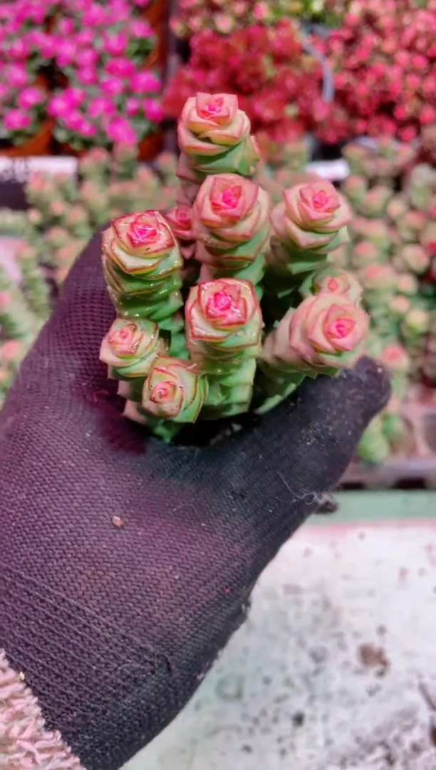 【闪购商品】双头钱串锦【当天凑满9.9元包邮】