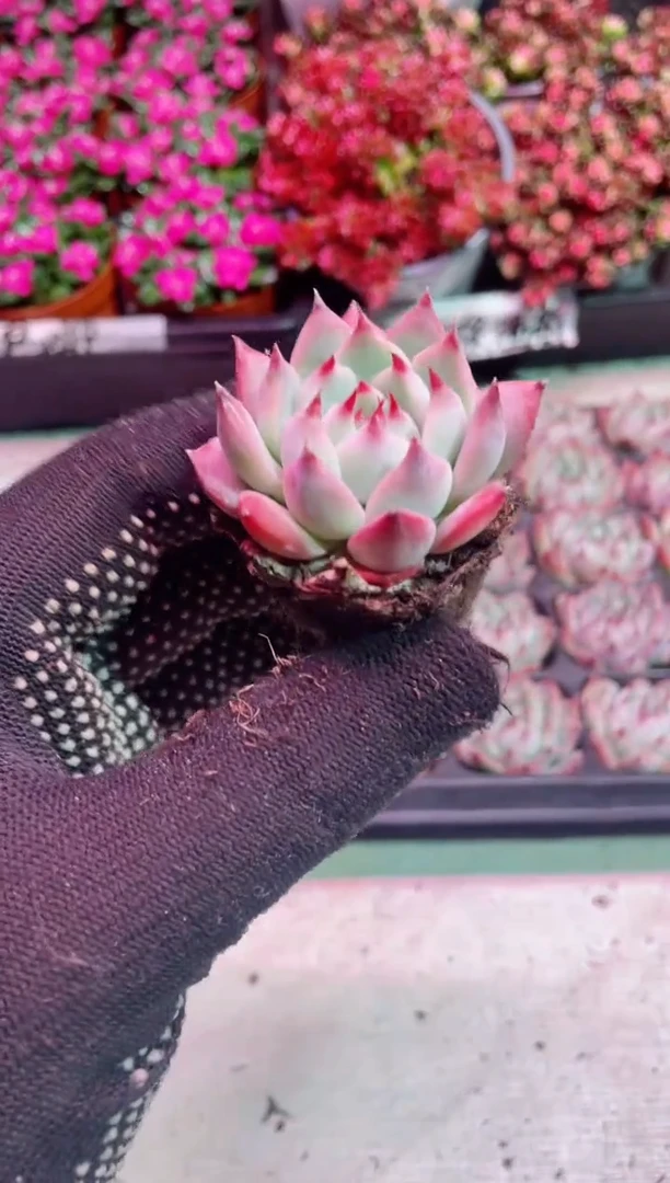 【闪购商品】小苗水蜜桃【当天凑满9.9元包邮】