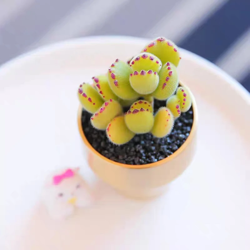 【凑满15元包邮】小熊童子多肉植物