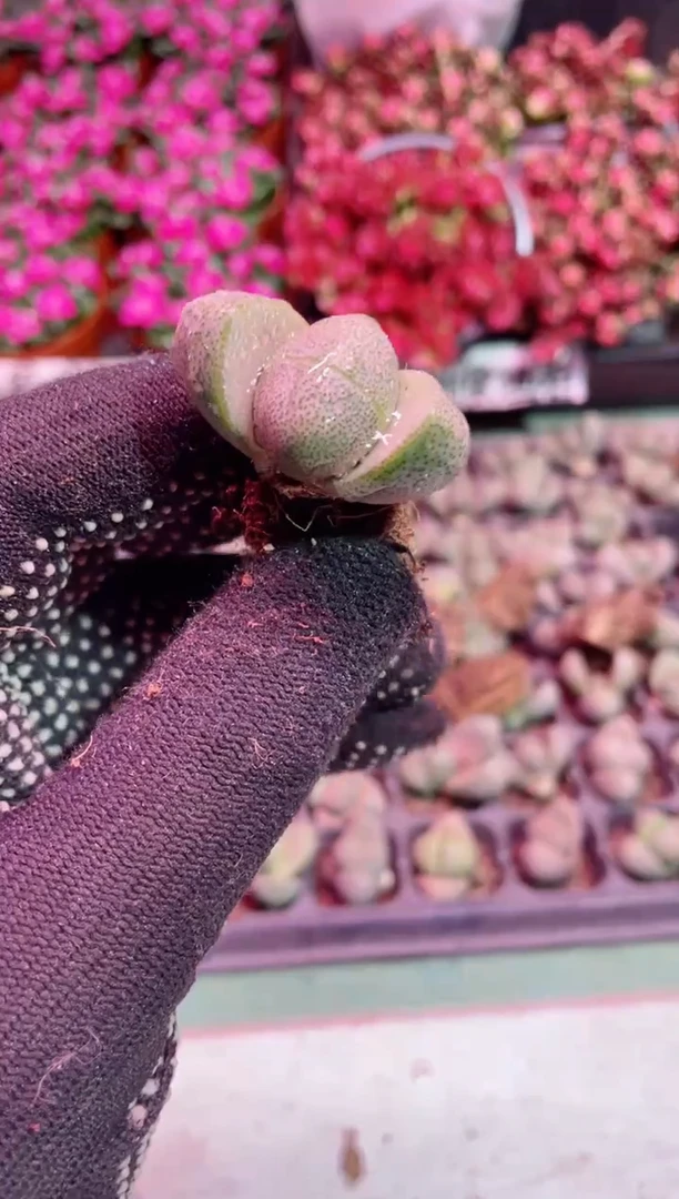 【闪购商品】小元宝【当天凑满9.9元包邮】