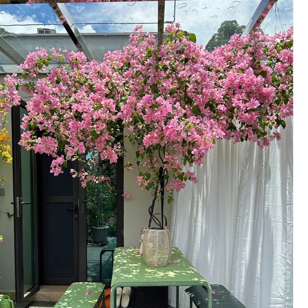 三角梅橙粉公主三角梅原生盆花，勤花四季爬藤庭院