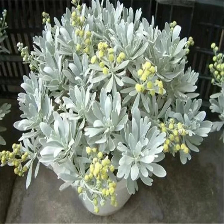 芙蓉菊玉芙蓉雪艾白艾香菊吉祥植物室外阳台庭院耐寒耐热花卉四季